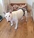 Dog in Season Nappy Pants / Diaper - Size Extra Large - Dotty Black