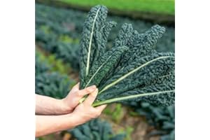 ROOT SOURCE Cavolo Nero Plug Plants Grow Your Own Vegetables 'Ready to Plant Now' Young Vegetable Plants Seedlings (6)