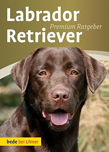 Download Labrador Retriever Download Labrador Retriever