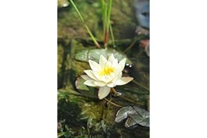 WFW wasserflora Gelbe Zwerg-Seerose/Nymphaea pygmaea ´Helvola´ Miniseerose im 9x9 cm Topf