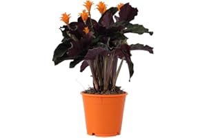 Plant in a Box - Calathéa crocata 'Tassmania' - Purificateur d'air - Plante paon - Plante d'intérieur - Pot 14cm - Hauteur 40-50cm