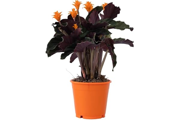 Plant in a Box - Calathéa crocata 'Tassmania' - Purificateur d'air - Plante paon - Plante d'intérieur - Pot 14cm - Hauteur 40-50cm