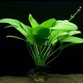 Echinodorus Muricatus 1 Buket 1 K&ouml;k Sert Yapraklı Kolay Akvaryum Bitkisi,Canlı Bitki
