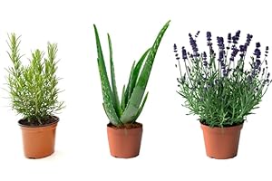 VIPARPLANT Mix Plant Indoor- PAck 3 plantes d'intérieur naturelles (P-6:Pack Romarin + Aloe Vera + Lavande)
