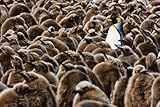 Image de ANTARCTICA LIFE IN THE POLAR REGIONS