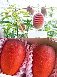 Original Rare Miyazaki Mango (Combo Pack of 2) Grafted Live Plant - Variety : Taiyo no Tamago (Eggs of Sun) Plant Height- 2 ft to 3 ft [Pack Of 2 Plant]
