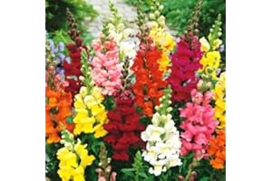 DAMAVAND PRO Antirrhinum Majus Maximum Mixed Snapdragon Seeds – Red, Pink, White & Yellow Flowers – 2500 Seeds for Vibrant Garden Borders and Beds