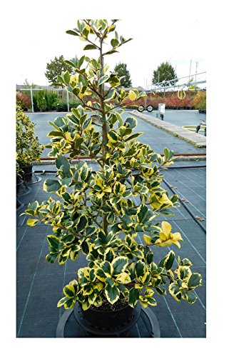 RARITÄT Frostharte Ilex Altaclerensis Golden King Größe 90-100 cm direkt aus der Baumschule