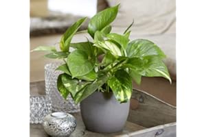 BRYNCIR GARDEN CENTRE 40cm Devil's Ivy -Golden Pothos.