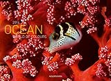 Image de Ocean - World of Colours 2014