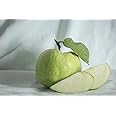 The Gifti®" All Season Green Skin White Flesh Seedless Sweet Guava or Amrud Air Layered Fruit Hybrid Grafted Live plant (Thai 7 Variety) for Your Home Garden