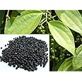 Live Plant Black Pepper Kali Mirch; Healthy Live Plant Actual Plant Height .5 to 1 ft (Hybrid, Pack of 1)