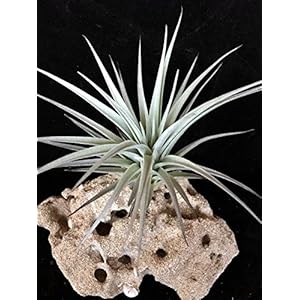 RARITÄT 1 Stück - Seltene Wüsten Tillandsie Jucunda circa 6 cm Durchmesser