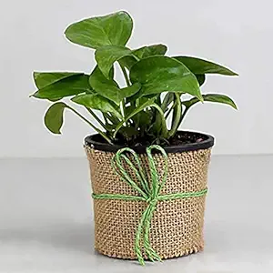 Ferns N Petals Money Plant Live Indoor Black Plastic Pot 4 X 4 Inches