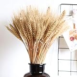 ramo trigonometria El trigo triticum rubio natural es ideal para ramos, centros de mesa y arreglos florales.