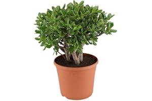 HARRO'S PFLANZENWELT Crassula ovata 'Sunset' - Geldbaum Topf 17 cm Höhe: 30 cm Zimmerpflanzen, Der Geldbaum gehört zu den Sukkulenten, den Wasserspeicherpflanzen