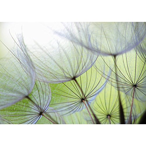 Fototapete Pusteblume 352 x 250 cm – Vliestapete – Wandtapete – Vlies Phototapete !!! 100% MADE IN GERMANY !!! Wand – Wandbilder XXL – Runa Tapete 9002011a - 7