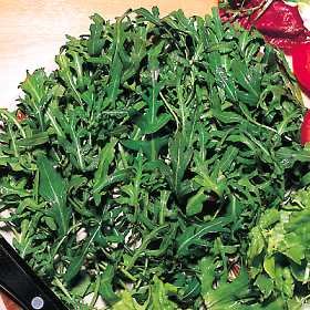 organische RucolaSamen (Packung mit 3000)