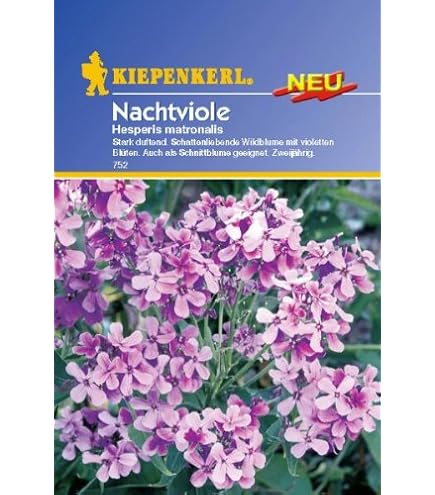 Abendlevkoje Blumensamen – Duftende Nachtviole, Rosa-lavendel, Ca. 30 Cm Hoch, Für Beet & Topf