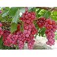 Mphmi Live Plant Nursery NCR Live Plant Grape Fruit Ruby Roman Type Grapes Plants Crisp Tangy Crispy (1 Healthy Plant)