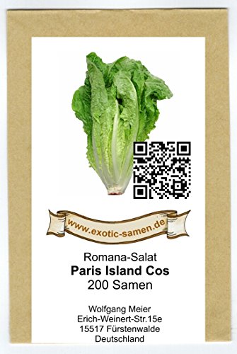 Romana-Salat – Paris Island Cos (200 Samen) - 2