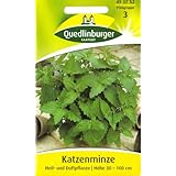 Katzenminze, Nepeta cataria, ca. 50 Samen