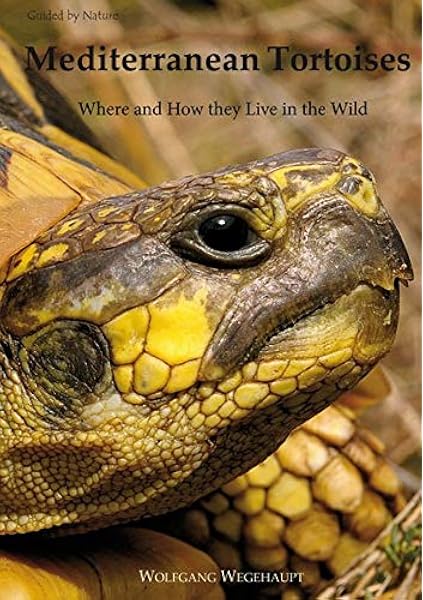 Mediterranean Tortoises Where And How They Live In The Wild Amazon De Wegehaupt Wolfgang Fremdsprachige Bucher