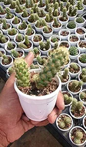CAPPL Mammillaria Copper King Cactus Live Plant with Plastic Pot (Pot Color May Vary)