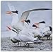 Price comparison product image 3dRose Royal Tern Sterna Maxima Courtship Rituals In Spring Texas USA Mouse Pad (mp_191311_1)