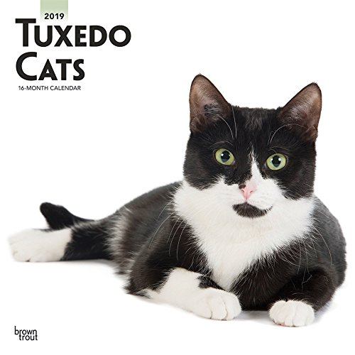 Preisvergleich Produktbild Tuxedo Cats - Tuxedo-Katzen 2019 - 18-Monatskalender (Wall-Kalender)