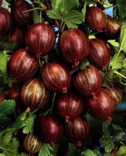 4er Beerenobst-Set, bestehend aus je 1 Pflanze von: Johannisbeerstämmchen rot Jonkheer van Tets, Stachelbeerstämmchen rot Hinnonmäcki, Himbeere Zefa III, Brombeere Chester Thornless - 5