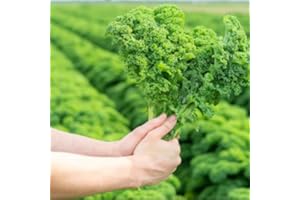 ROOT SOURCE Green Kale Plug Plants Grow Your Own Vegetables from Our Premium Quality 'Ready to Plant Now' Young Vegetable Plants (3)