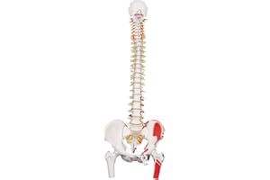 3B Scientific A58/3 Colonna Vertebrale Flessibile Classica Dipinta, con Tronchi del Femore Mobili e Illustrazione dei Muscoli + software gratuito di anatomia - 3B Smart Anatomy