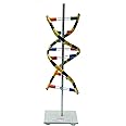 Navkar Systems DNA Model on Stand, Demonstration Project Tinkering LAB Model Learning Material (Pack of 1)