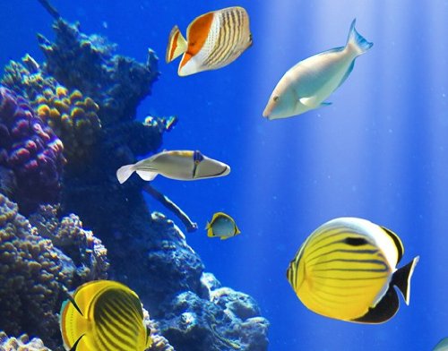 Fototapete Tür Papier No.51 ‚UNDERWATER PARADISE‘ 100x210cm Foto Tapeten , Größe:210cm x 100cm - 3