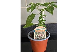 ACQUA TOWER GROWING SYSTEMS Chilli Plants, 'Basket of Fire', 3 x Full Plants in 9cm Pots, Hot Chilli, Colourful, High Yields, Chillies, Peppers, Indoor or Outdoor, Garden Ready, Premium Quality Chillies