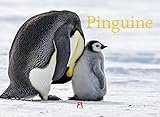 Pinguine 2019, Wandkalender im Querformat (45x33 cm) - Tierkalender mit Monatskalendarium by