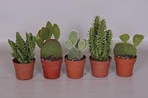PLANTSHACK Opuntia Cactus Plant Collection 5 Opuntia' Perfect Houseplants Bunny Ear Cactus