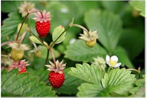 ZAC WAGNER 3 Stück Wald-Erdbeeren im Topf (Fragaria vesca) sehr aromatisch