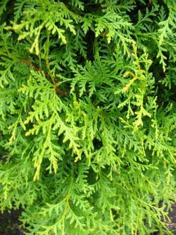 Brabant Lebensbaum Thuja occidentalis Brabant 100 – 125 cm hoch im 5 Liter Pflanzcontainer - 2