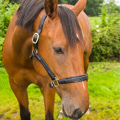 White-Horse-Equestrian-Quanlity-Leather-Braided-Plaited-Halter-All-Colours-Sizes