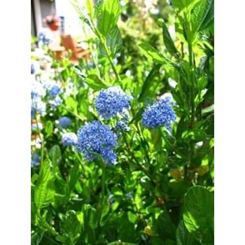 BALDUR-Garten Immergrüne Säckelblume Blauer Ceanothus 'Blue Mound', 1 ...
