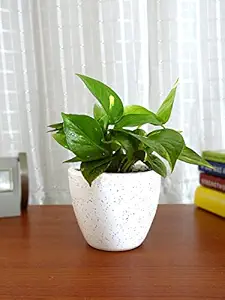 Rolling Nature Good Luck Money Plant in White Round Dew Ceramic Pot, Green Leaves, White Pot, 8 Inch, 1 Piece