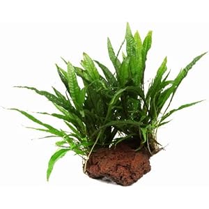 Großer Lavastein mit Javafarn / Microsorum pteropus auf Lavastein - Gr. XL