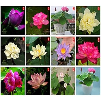 Lotus Seeds Hydroponic Aquatic Plant Bonsai Lotus Seed Perennial Flower Seeds Rarities Houseplants Mini Water Lotus Beautytalk Seeds Garden Outdoors Home Garden Store Intouchnetworks Com