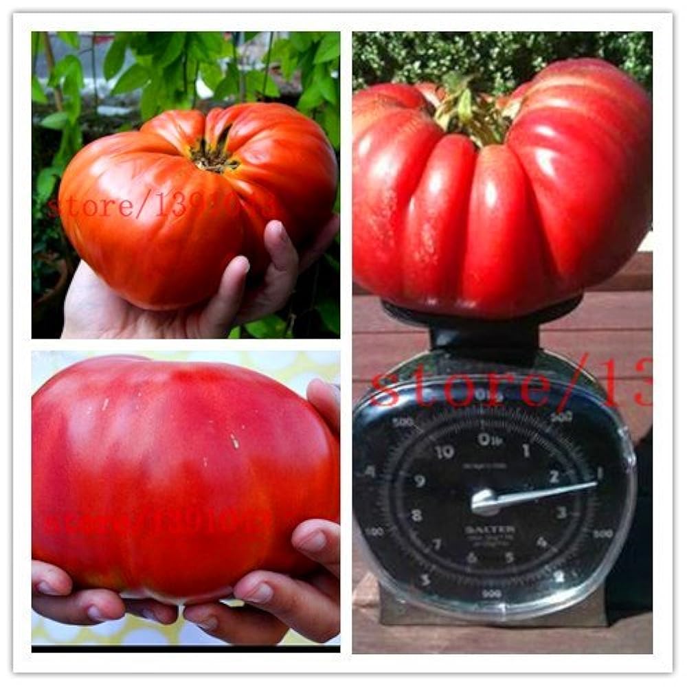 Семена Овощей Без Гмо Купить