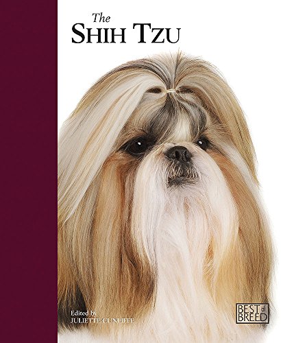 Shih Tzu - Best of Breed