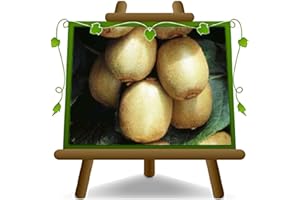 EURO PLANTS VIVAI Actinidia Kiwi varietà Hayward – Femmina - Pianta da Frutto su Vaso ø 15/20 cm - Altezza 140-160 cm