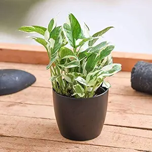 Mphmi Plant Money plant marble prince, Scindapsus enjoy - Plant Pothos, Devils Ivy and Silver Vine