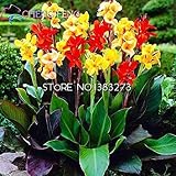 Bulbi Canna Indica - 2 Rizomi Per Fiori Colorati In Giardino O Balcone